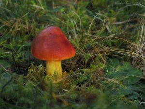 Voskovka granátová