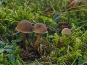 Voskovečka zápašná