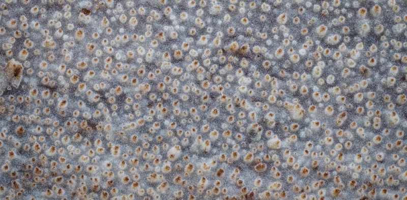 Ostnáček dvoubarvý