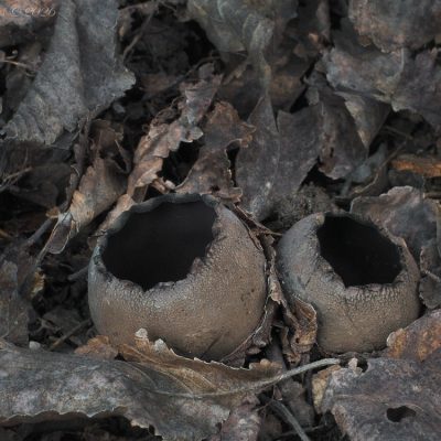 Urnička pohárovitá