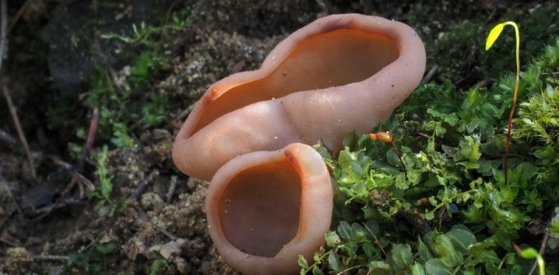 Destice chřapáčová