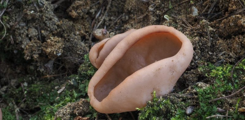 Destice chřapáčová