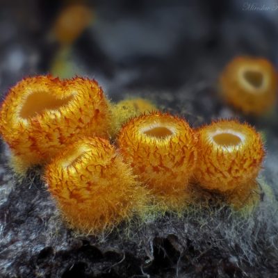 Pavučinovka zlatožlutá