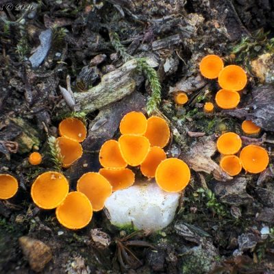 Oranžovka vřetenovýtrusá