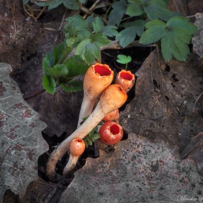 P3233601 Microstoma protractum (Ohnivec zimni)